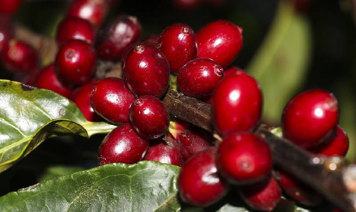 Aeronaves, óleo, café e carne estão fora do tarifaço imposto pelos EUA