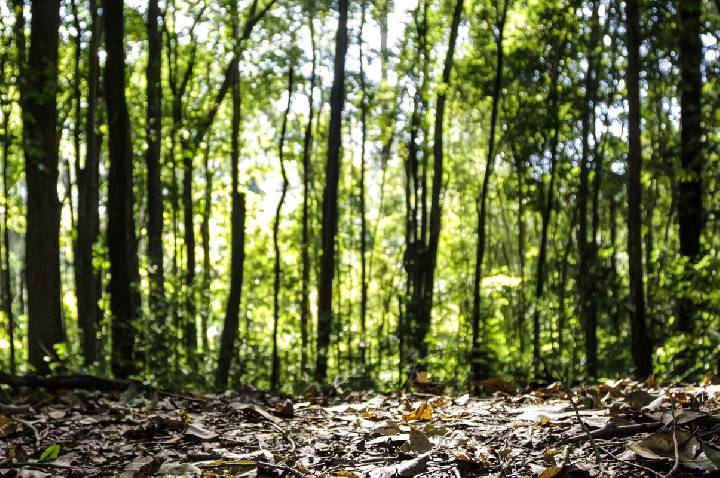 Produção florestal no país alcança recorde de R$ 47,9 bilhões em 2025