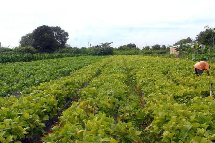 Segurança alimentar e povos indígenas têm R$ 64,3 milhões em crédito