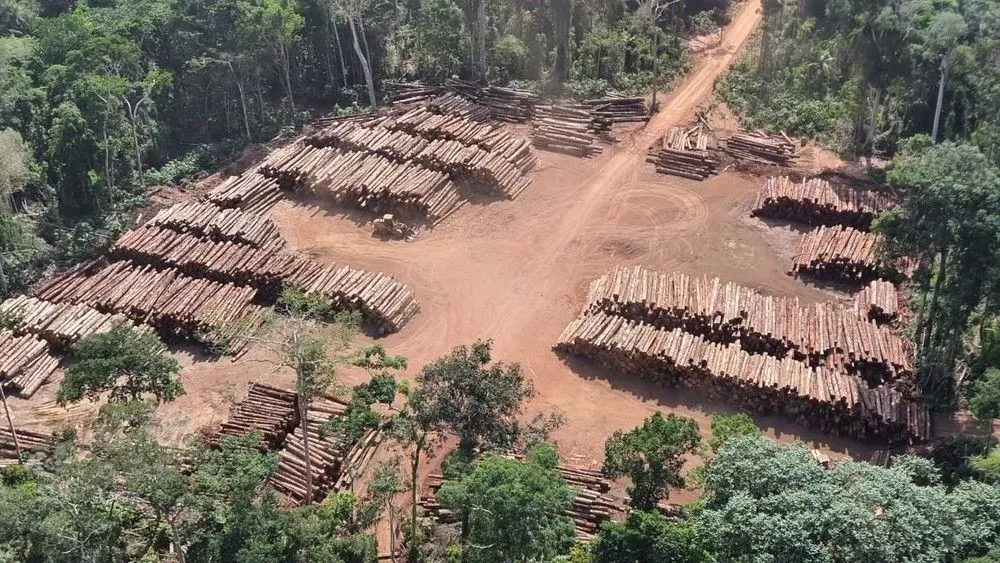 Megaoperação do Ibama em RO e PA apreende milhares de caminhões com madeira e fecha várias serrarias