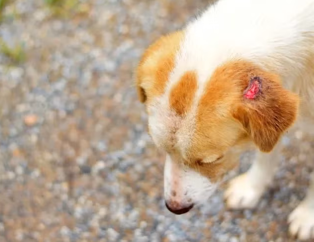 Porto Velho confirma primeiro caso de leishmaniose canina em anos