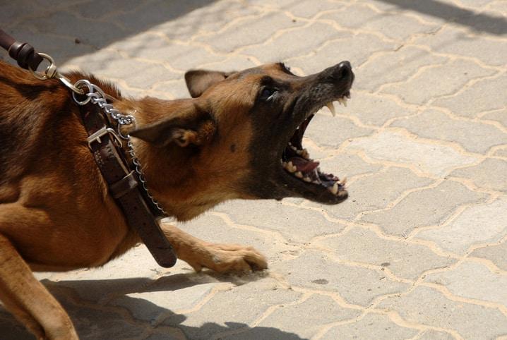 Homem é morto por ataque de cães em zona rural de RO