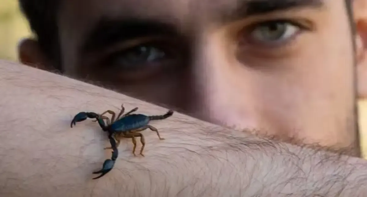 Veneno de escorpião amazônico pode ajudar a combater câncer de mama, aponta estudo brasileiro