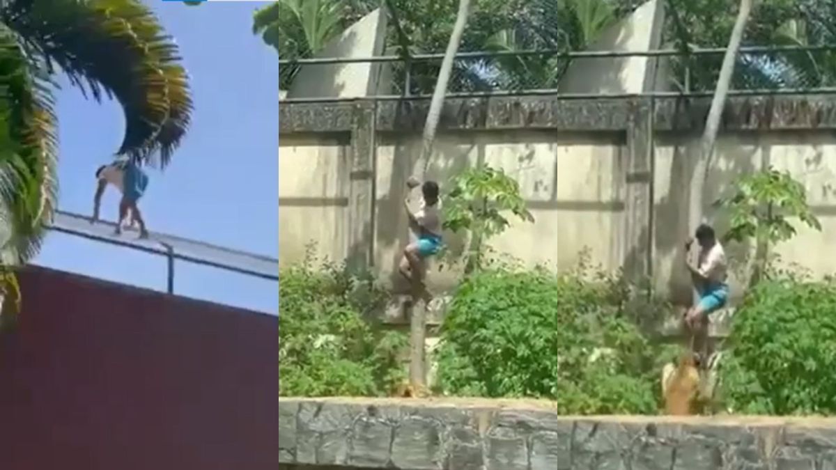 Zoológico reforça segurança após morte de jovem atacado por leoa na Paraíba