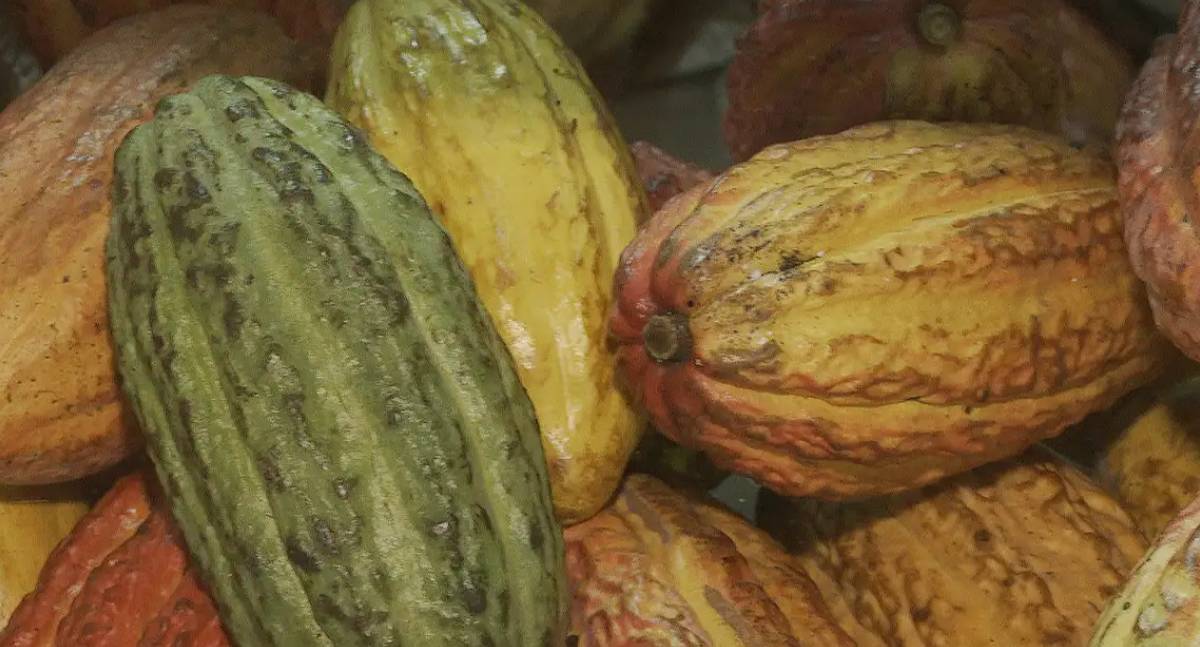 Brasil suspende importação de cacau da Costa do Marfim