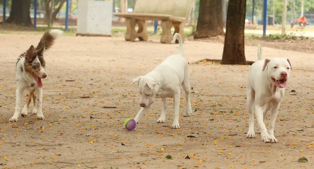 Senado avança com projeto que cria o Estatuto dos Cães e Gatos