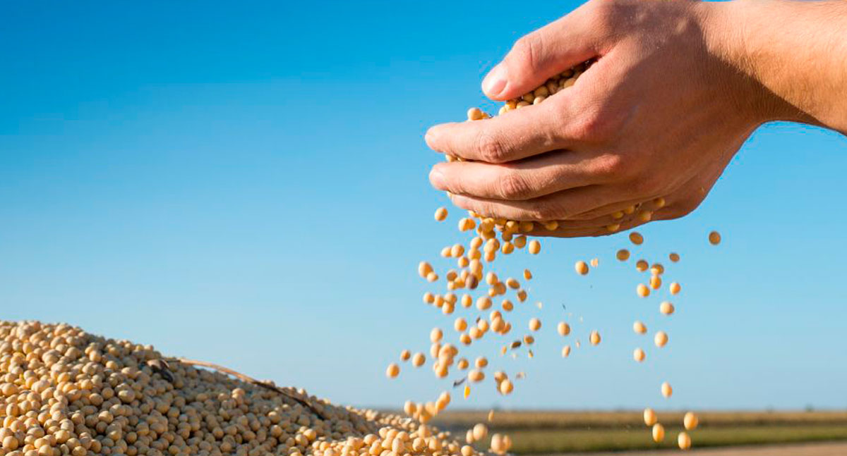 CONAB analisa: Chuvas atrasam colheita, mas elevam produtividade da soja em Rondônia