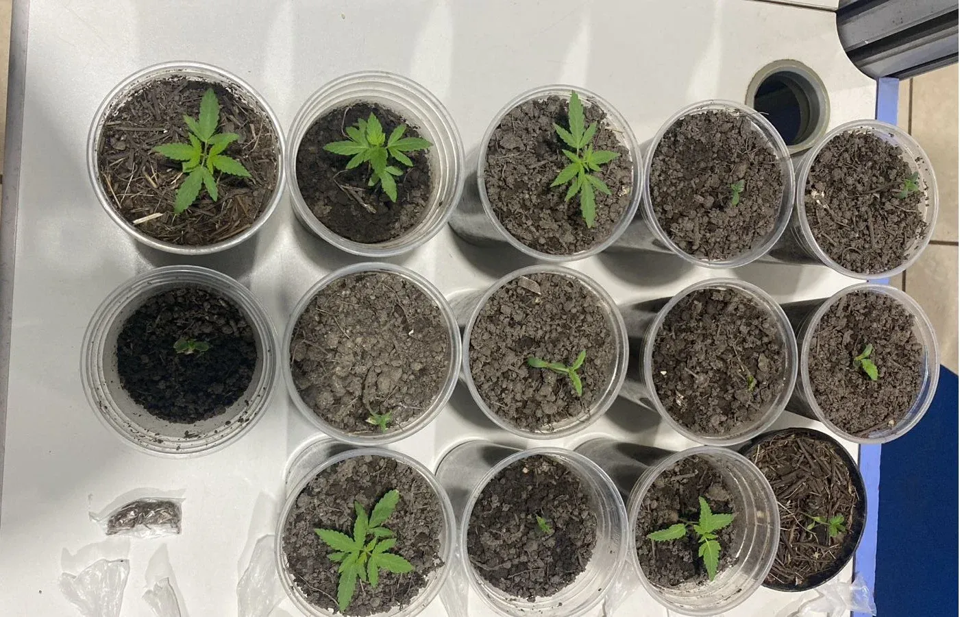 Mulher é flagrada com plantação de maconha e porções de drogas