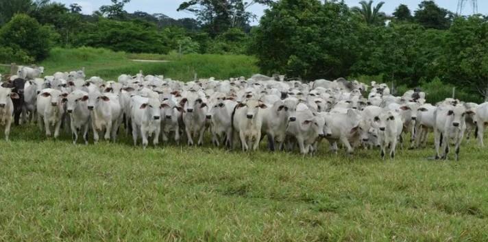 Cláudia de Jesus destina R$ 80 mil para programa de melhoramento genético bovino em Urupá