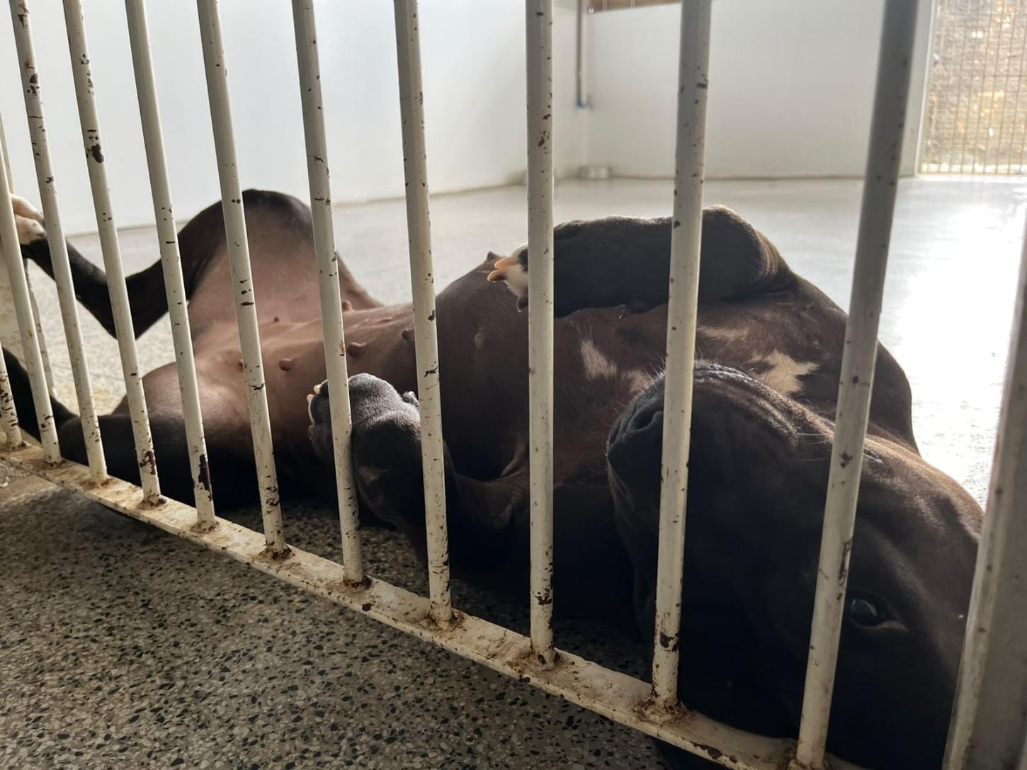 Pitbull Ariel ganha uma nova chance após ser resgatada em estado grave
