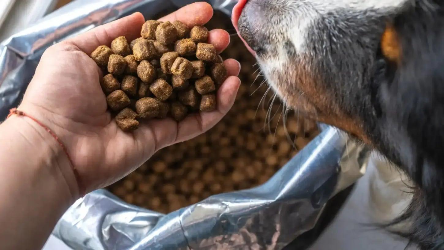 Distribuição de ração reforça apoio a protetores de cães e gatos